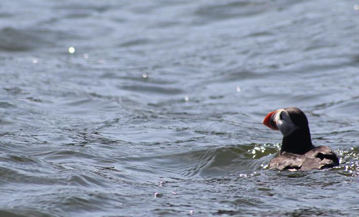 Puffin